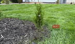Young arborvitae shrub at the edge of a mulch bed