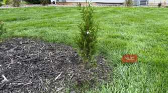 Young arborvitae shrub at the edge of a mulch bed