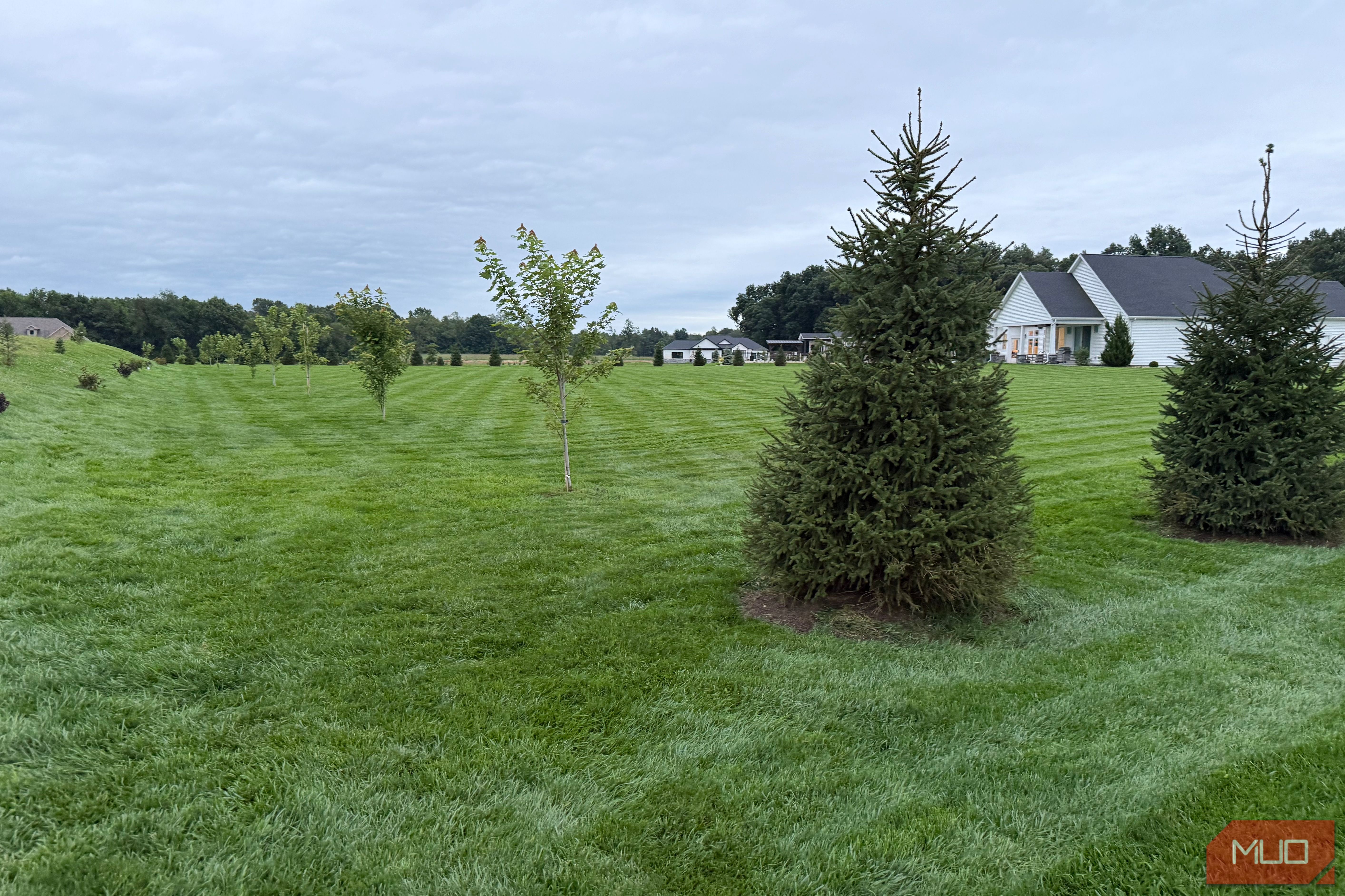 Young spruce tree on a mowed lawn with a house in the background
