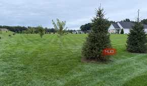 Young spruce tree on a mowed lawn with a house in the background