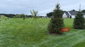 Young spruce tree on a mowed lawn with a house in the background