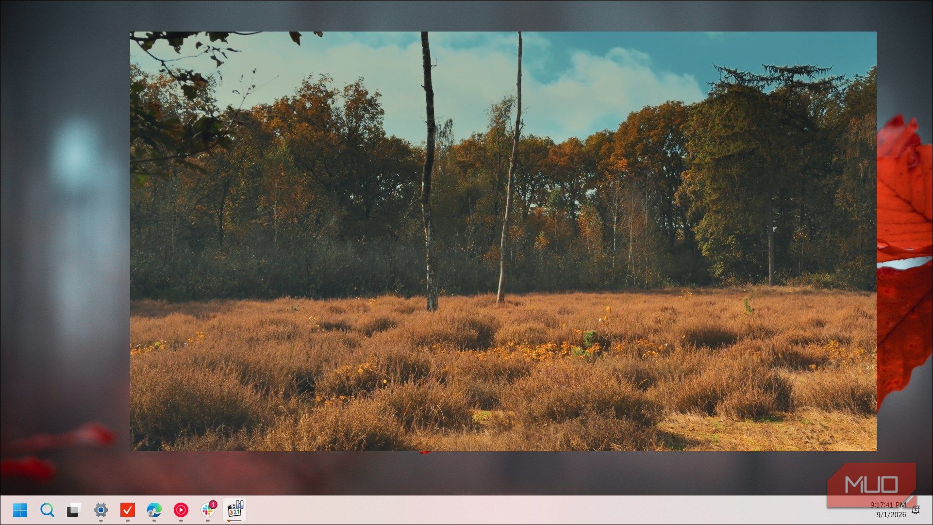 autumn field with birch trees and golden grass