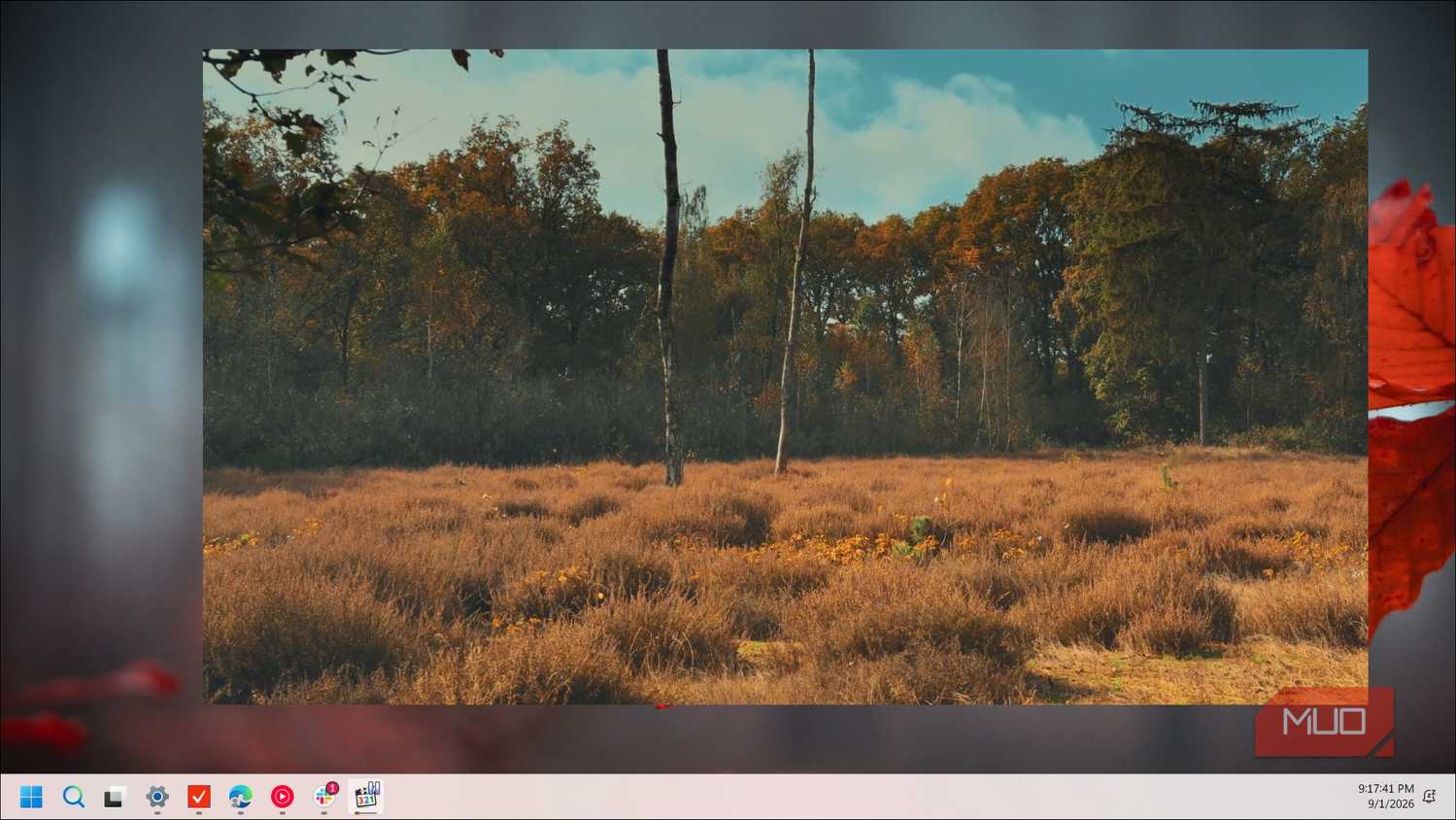 autumn field with birch trees and golden grass