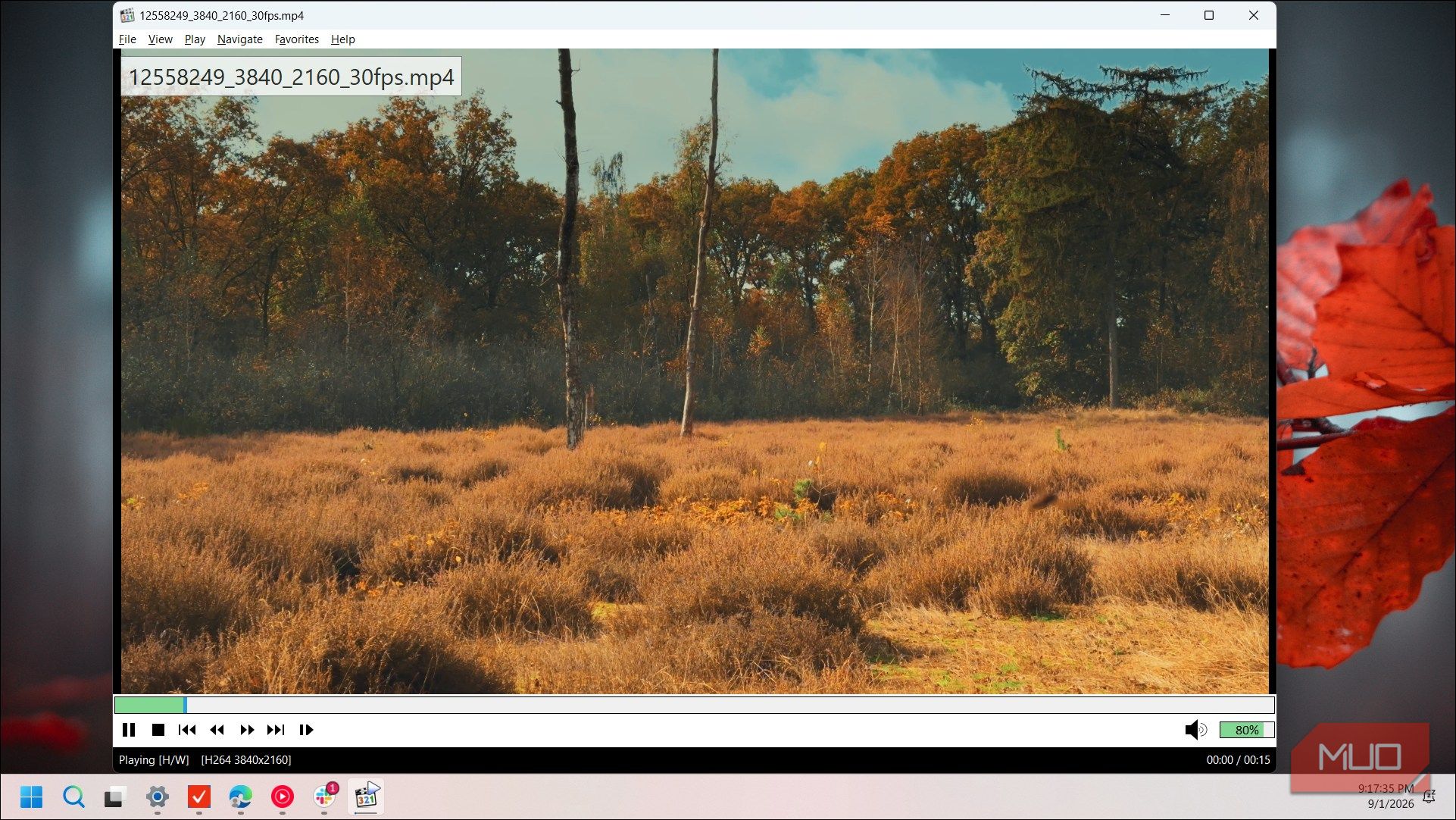 autumn forest clearing with dry grass and birch trees landscape video