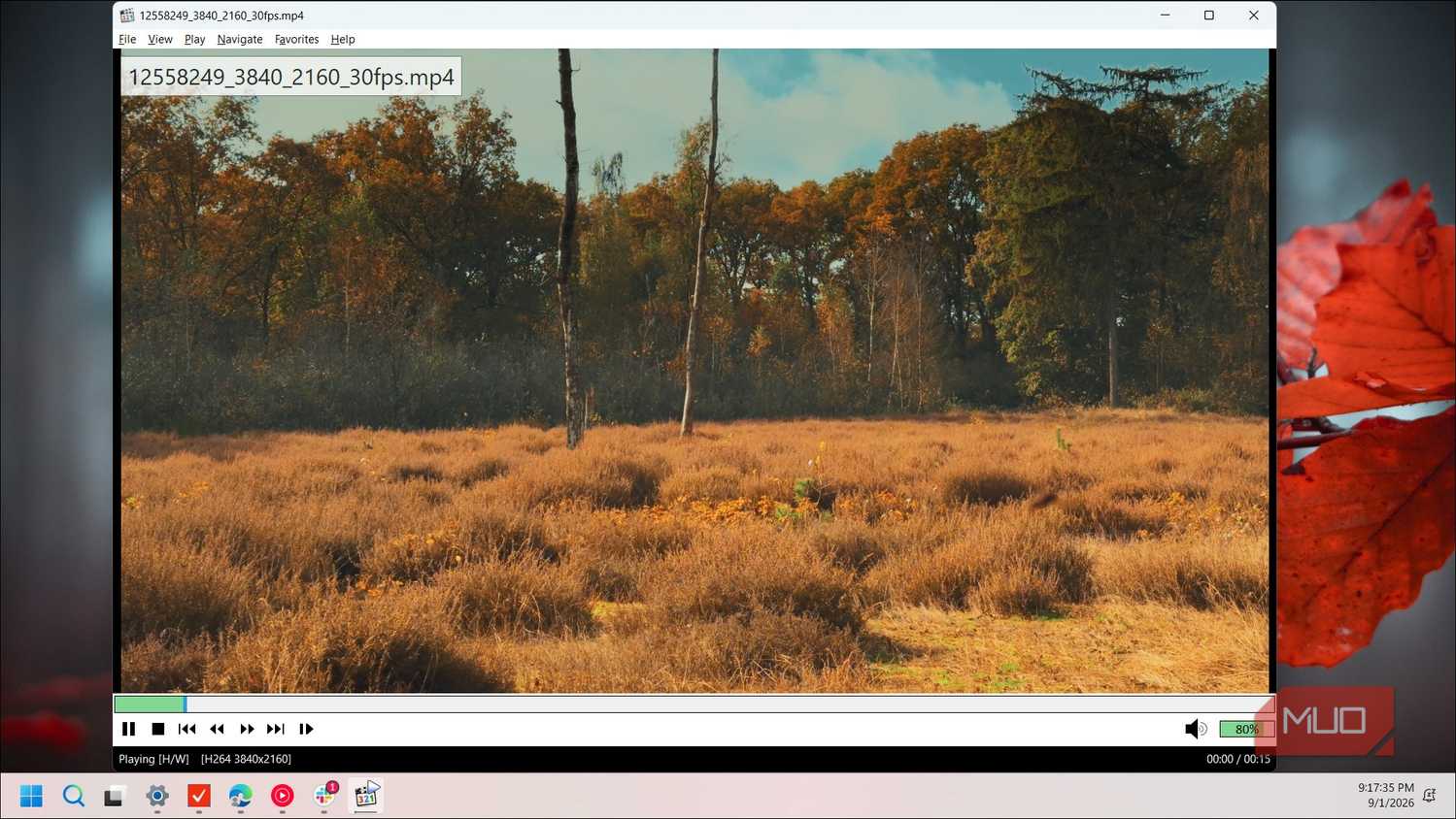 autumn forest clearing with dry grass and birch trees landscape video