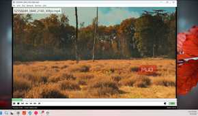 autumn forest clearing with dry grass and birch trees landscape video