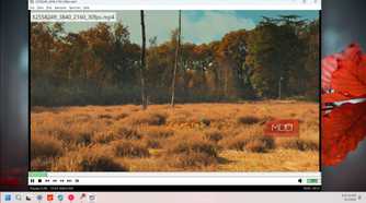 autumn forest clearing with dry grass and birch trees landscape video