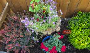 brightly colored flowers