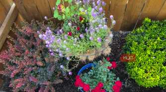 brightly colored flowers