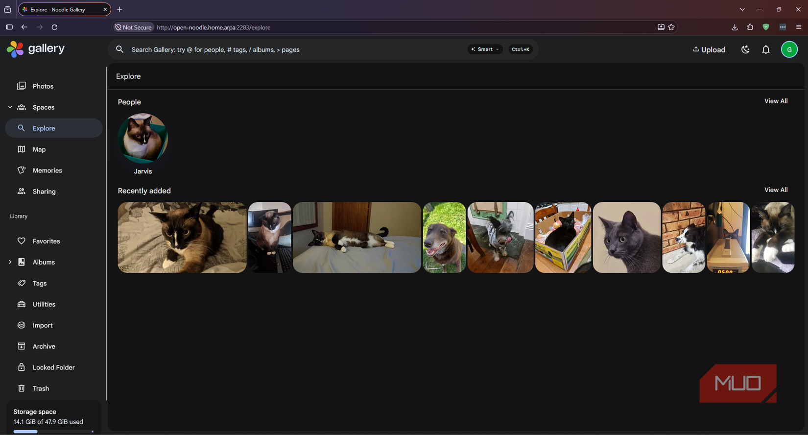 Noodle Gallery grouping kitten and adult photos of a cat under the same named pet entry