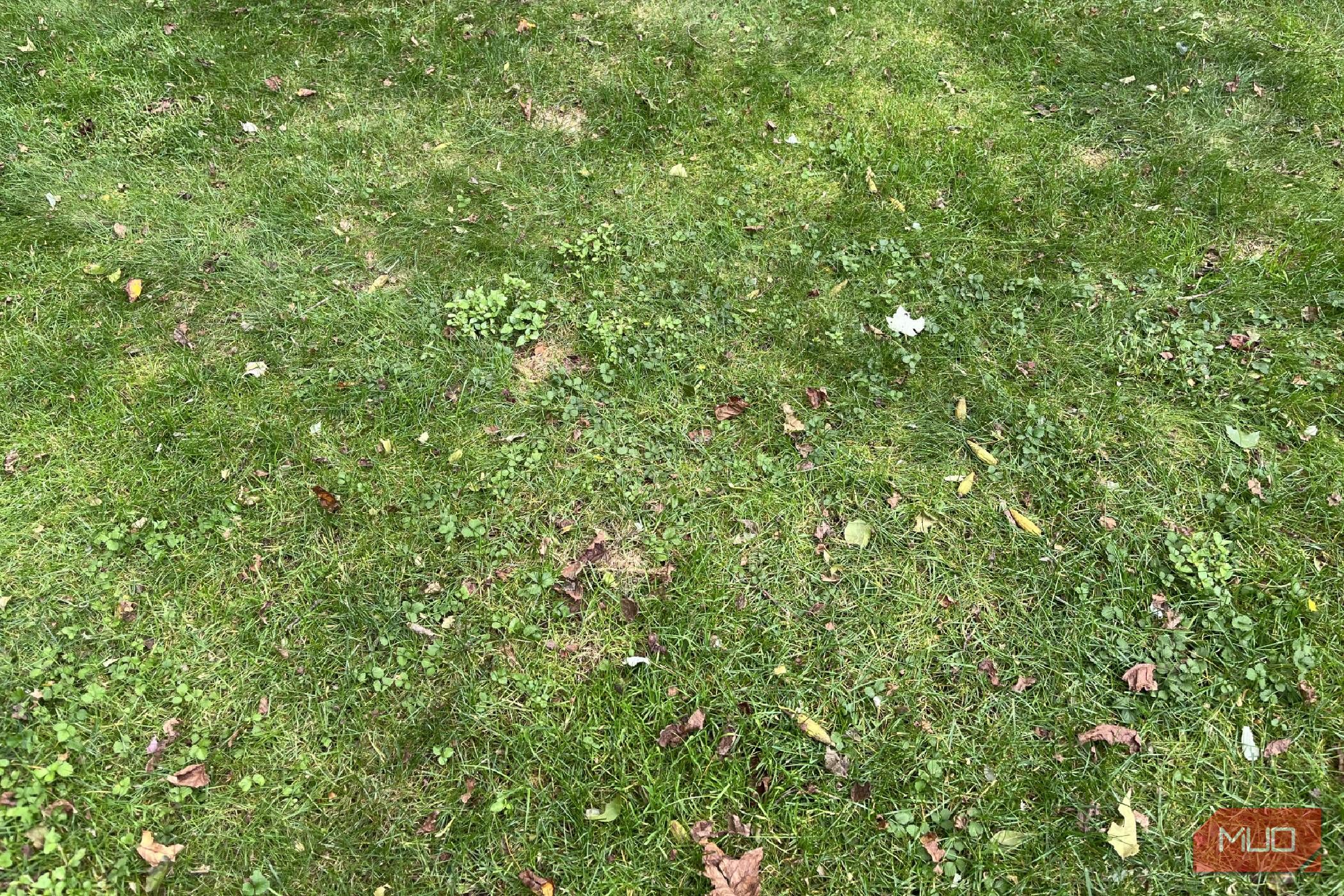 Weeds in the grass and lawn