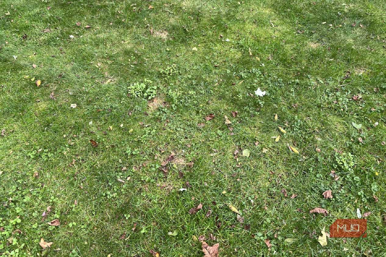 Weeds in the grass and lawn