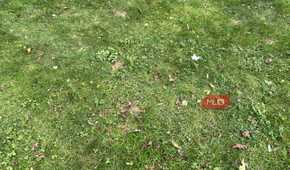 Weeds in the grass and lawn