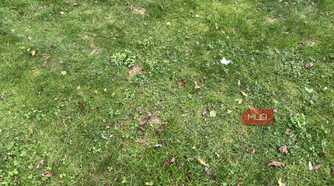 Weeds in the grass and lawn