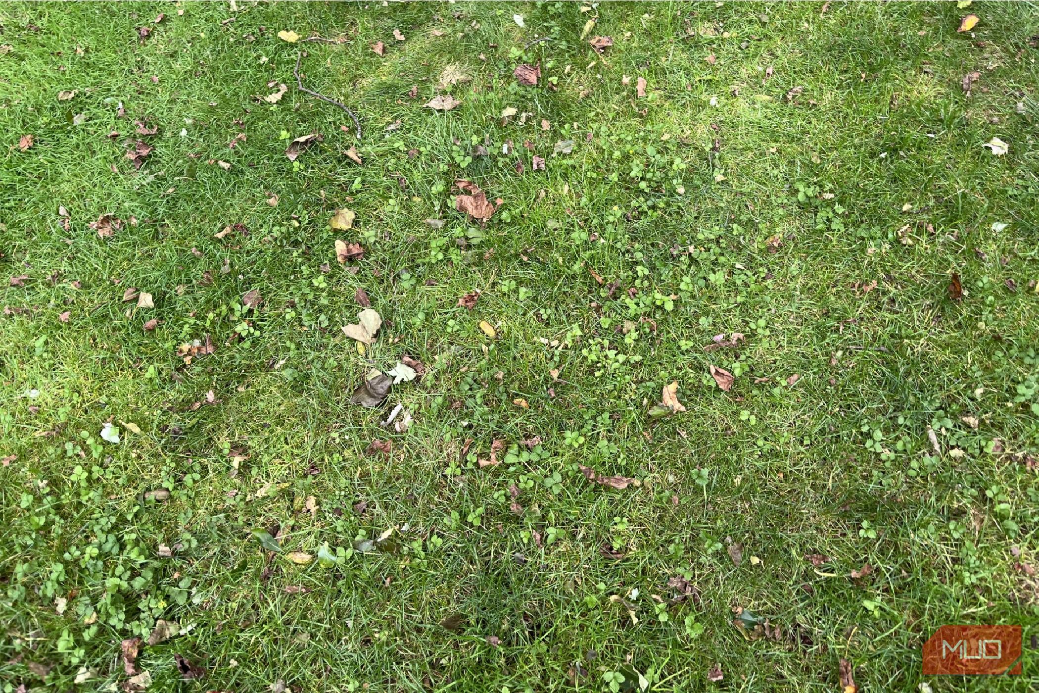 Leaves and grass on a lawn