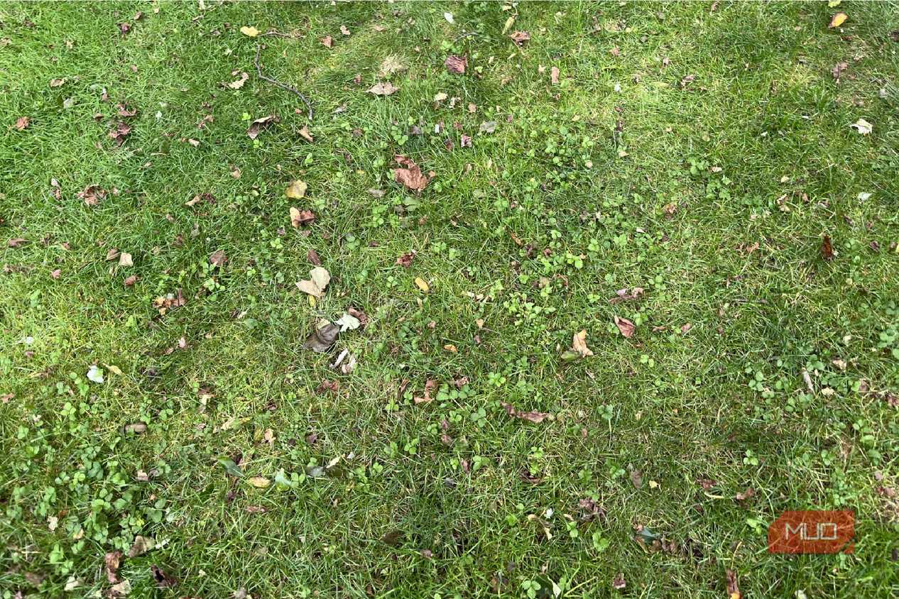 Leaves and grass on a lawn