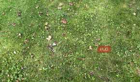 Leaves and grass on a lawn