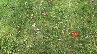 Leaves and grass on a lawn