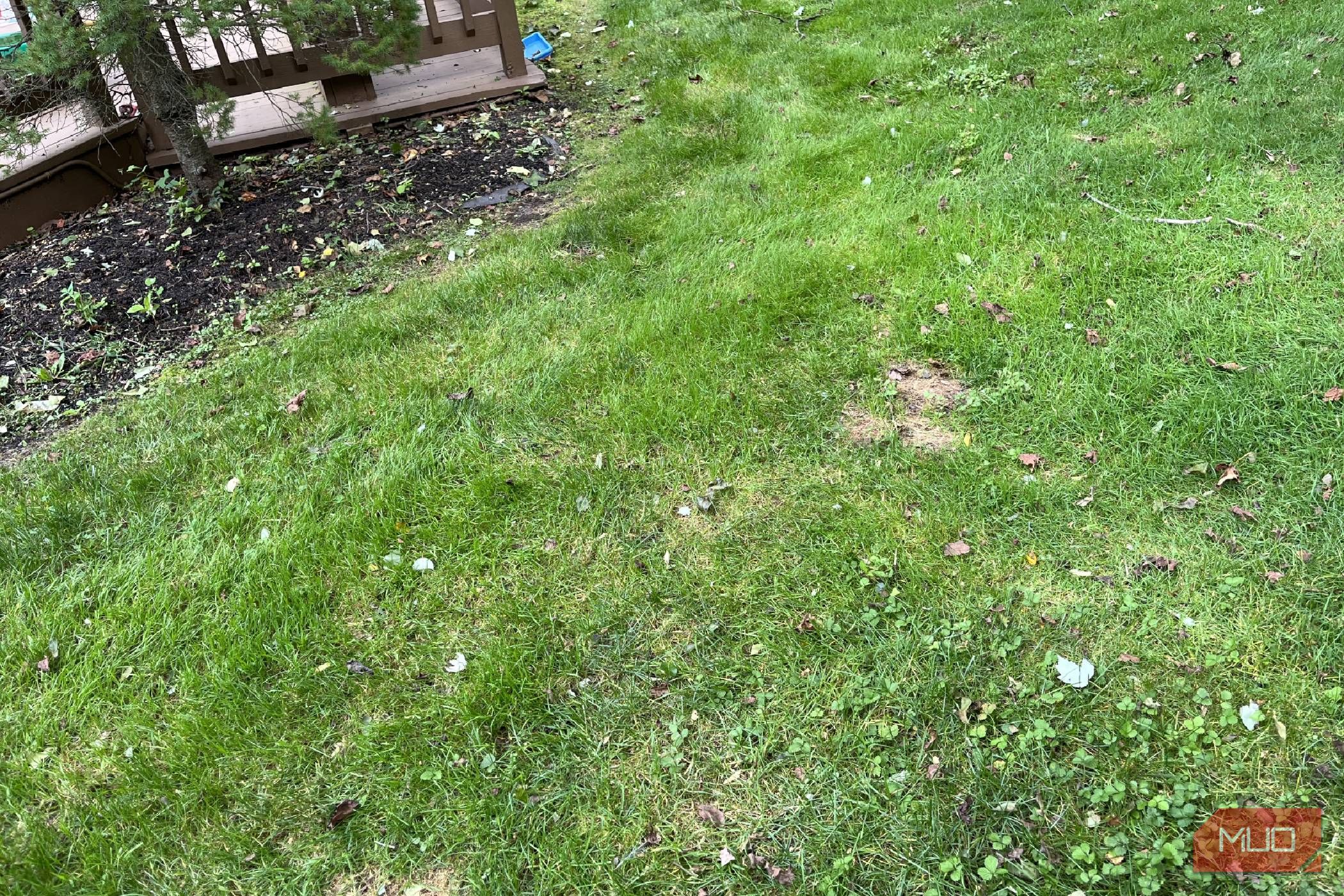 Bare spots on a lawn 