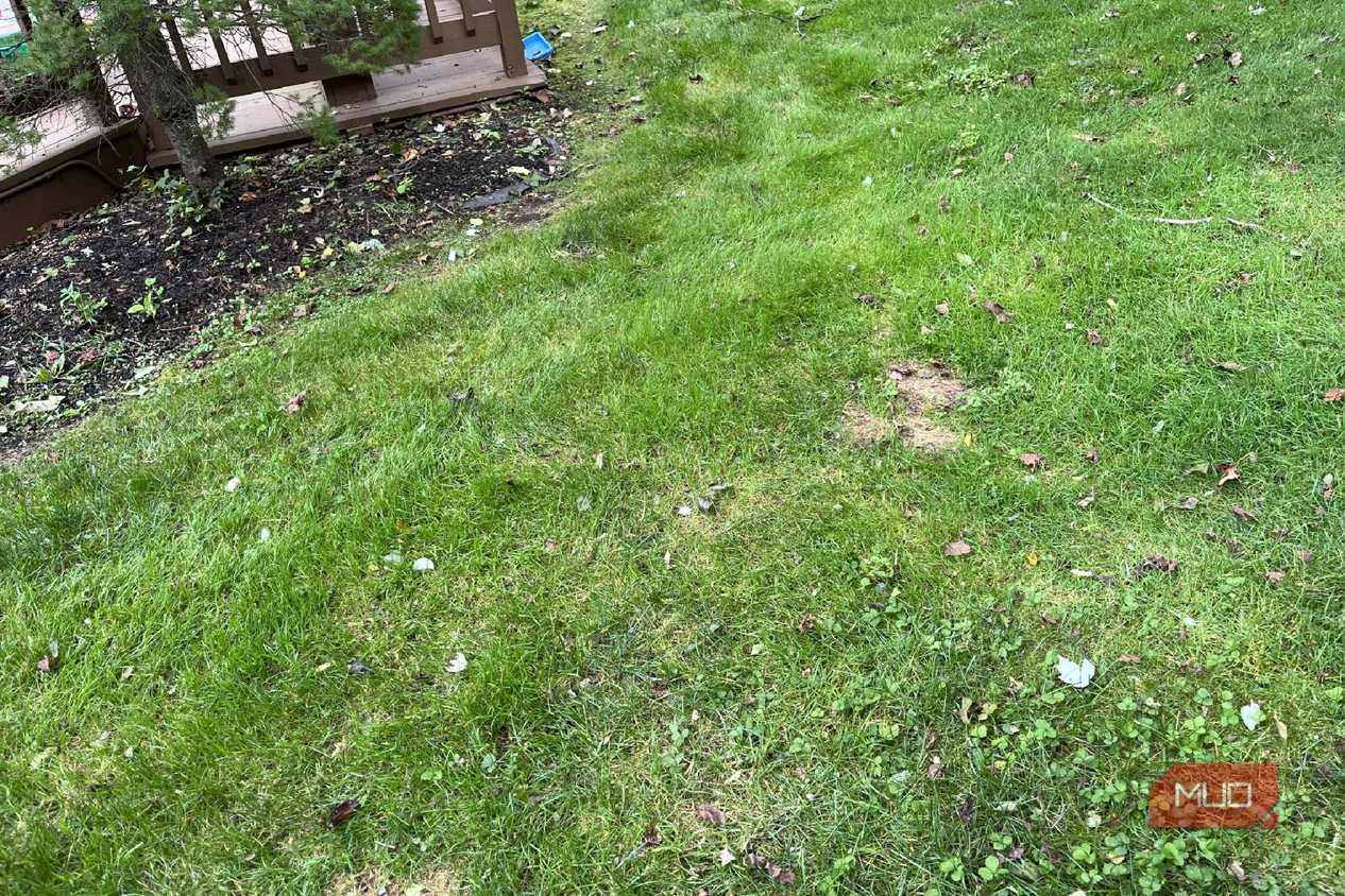Bare spots on a lawn