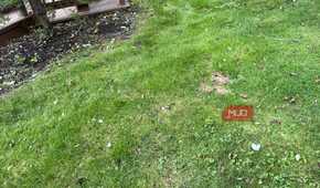 Bare spots on a lawn