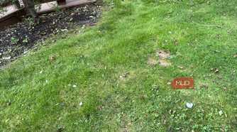 Bare spots on a lawn
