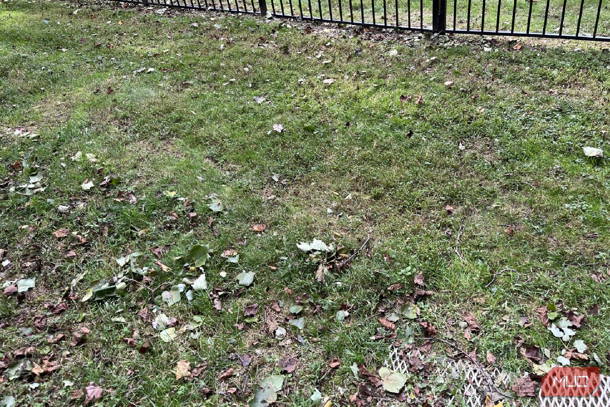 Weeds and grass with leaves in a lawn