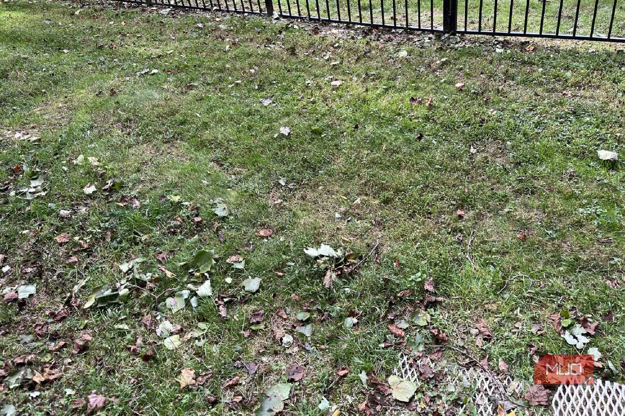 Weeds and grass with leaves in a lawn