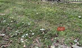 Weeds and grass with leaves in a lawn