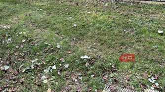 Weeds and grass with leaves in a lawn