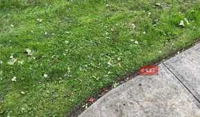 A lawn with a sidewalk