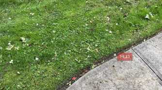A lawn with a sidewalk
