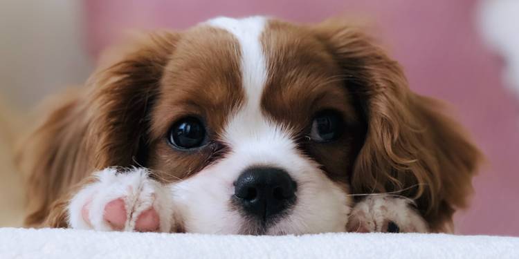Where To Find Puppies For Sale 10 Ethical Sites For Puppy Adoption
