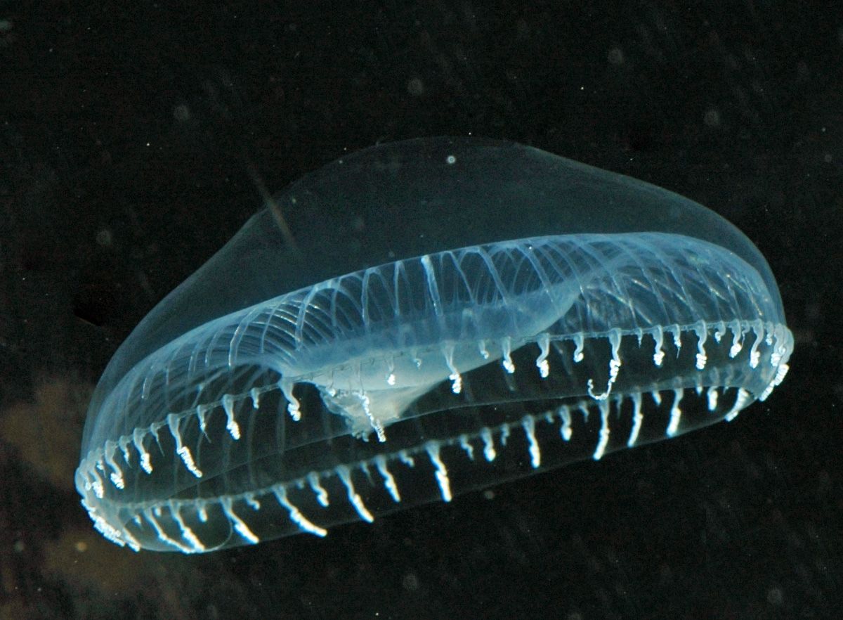 Aequorea victoria glowing jellyfish electricity - 10 nuovi modi incredibili per generare elettricità