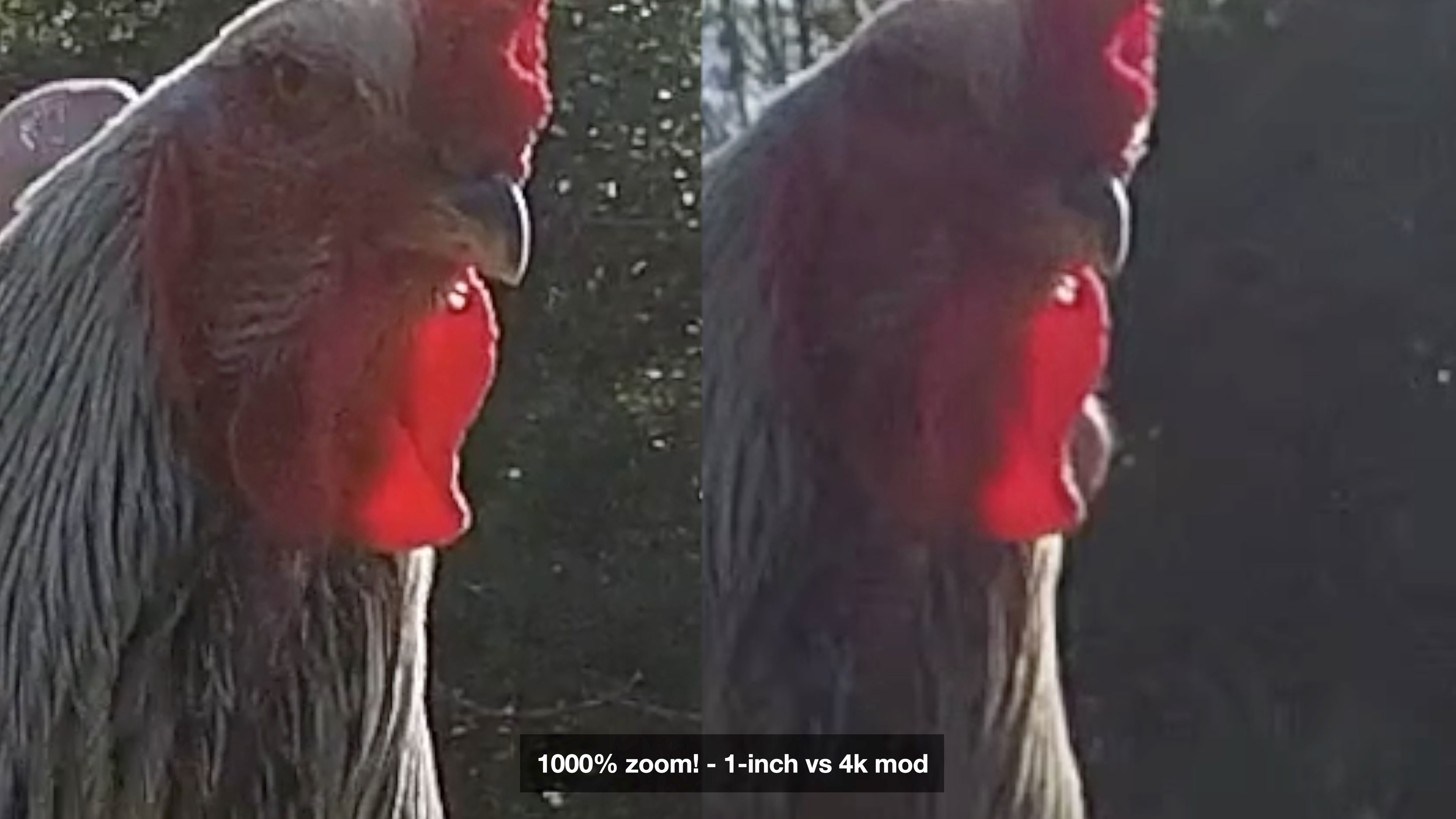 chicken zoom 1000 - La action cam con la risoluzione più alta di sempre: Insta360 One-R con mod da 1 pollice